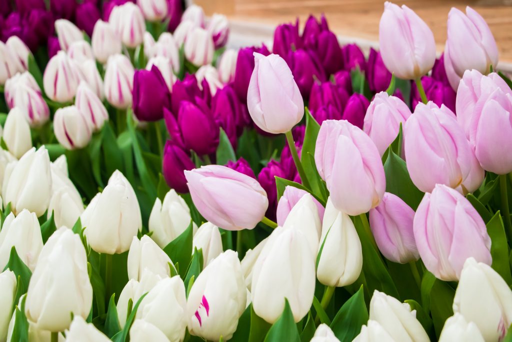 Growing tulips. Fresh flowers in the farm field. Happy spring time.