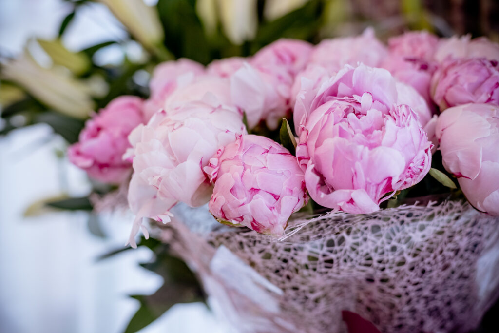fresh bright blooming peonies flowers with dew drops on petals. white and pink bud