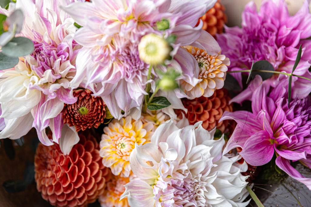 Close-up of a beautiful festive bouquet of multicolored chrysanetas.