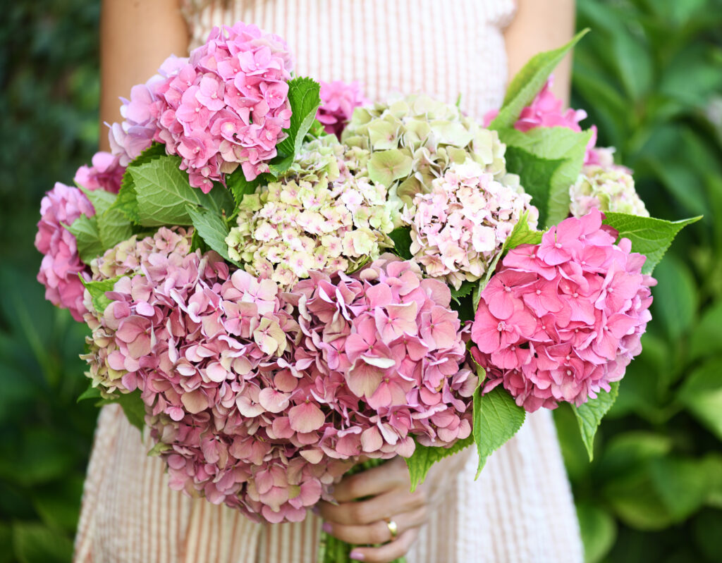 girl holding bouquet of beautiful hydrangea flowers