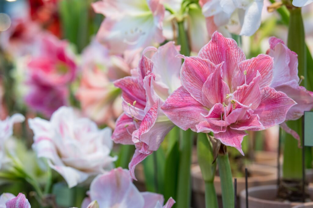 A close-up of vibrant pink and white amaryllis flowers in full bloom, with a blurred garden background